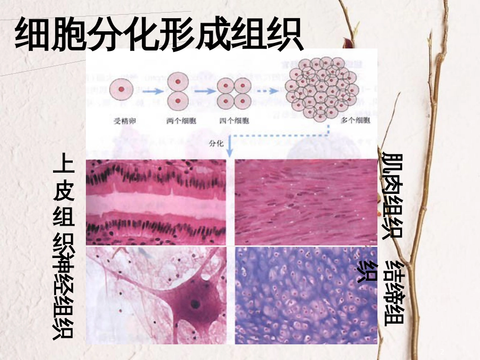 七年级生物下册 4.8.2 细胞的分裂和分化 细胞分化与组织形成素材 （新版）苏科版_第2页