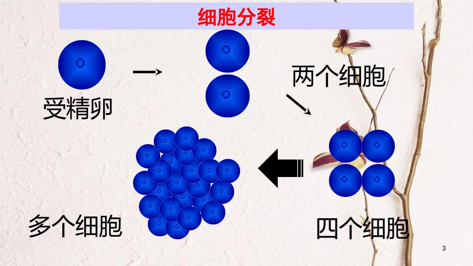 七年级生物上册 2.2.2 动物体的结构层次课件（新版）新人教版_第3页