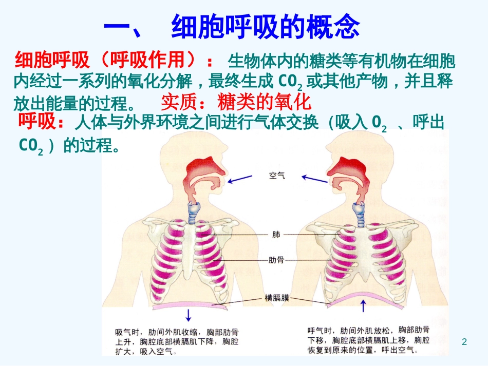 高中生物： 第三章 第四节 细胞呼吸课件浙科版必修1_第2页