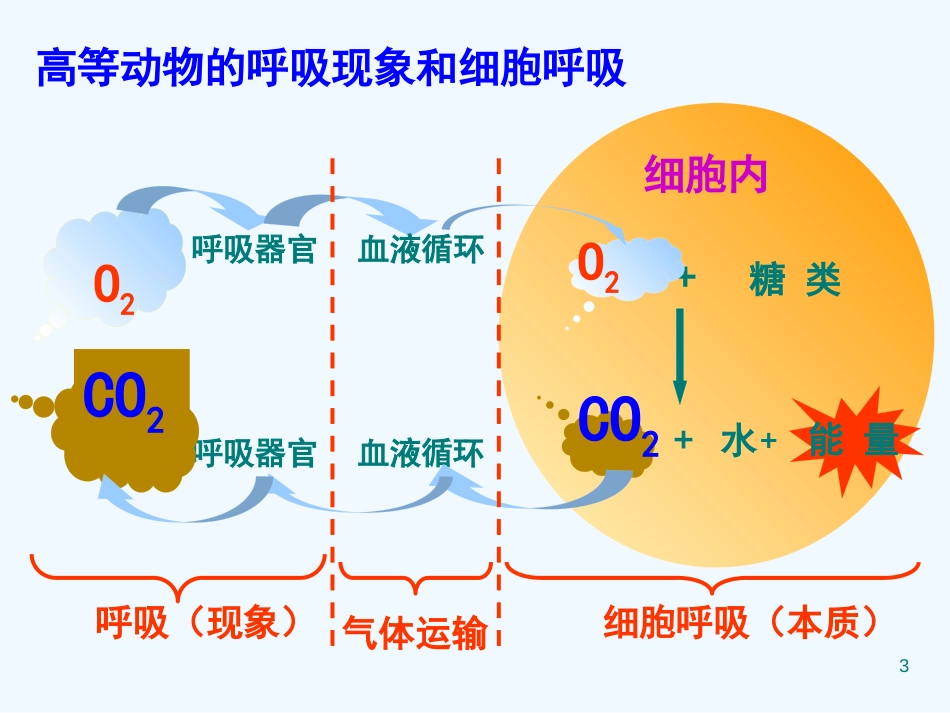 高中生物： 第三章 第四节 细胞呼吸课件浙科版必修1_第3页