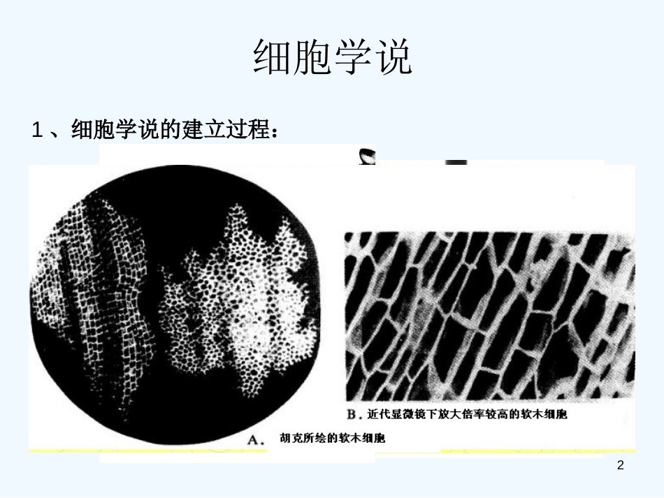 高中生物 第二章第一节细胞概述课件 浙教版必修1_第2页