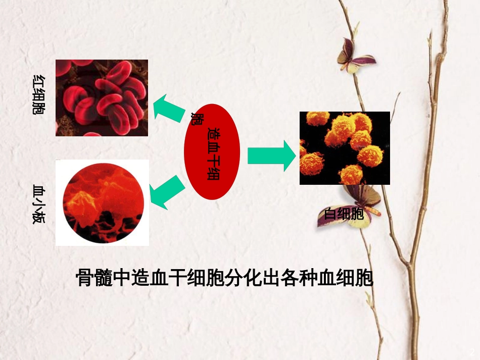 辽宁省北票市高中生物 第六章 细胞的生命历程 6.2 细胞的分化课件 新人教版必修1_第2页