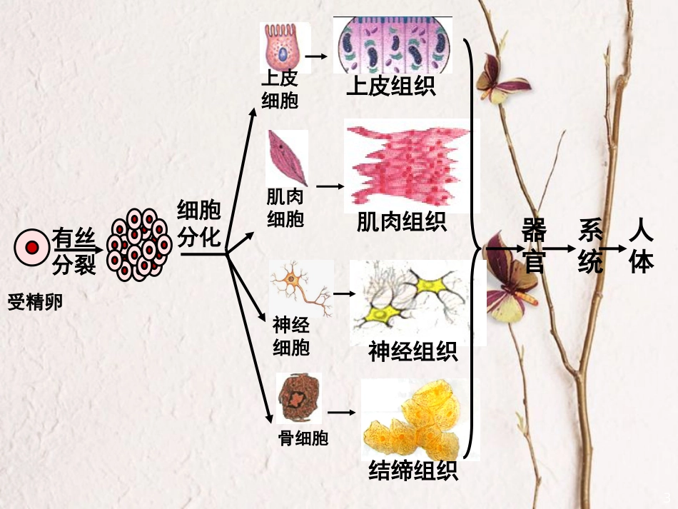 辽宁省北票市高中生物 第六章 细胞的生命历程 6.2 细胞的分化课件 新人教版必修1_第3页