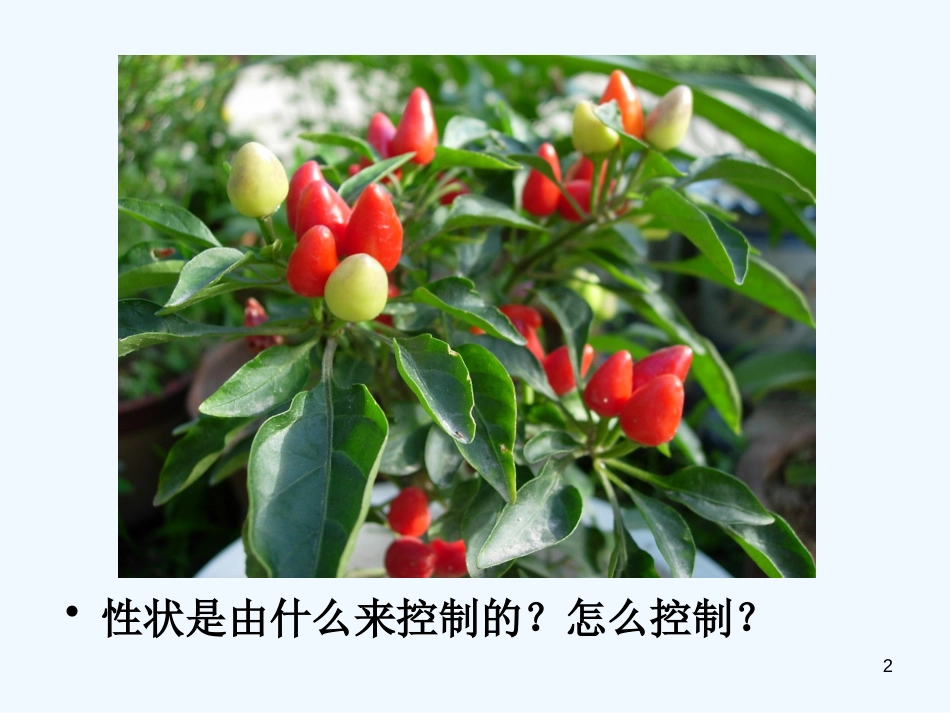高中生物 第三章第四节 遗传信息的表达-RNA和蛋白质的合成课件2 浙科版必修2_第2页