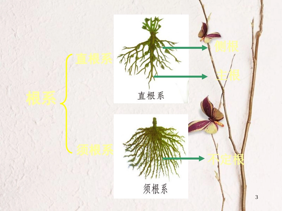 七年级生物上册 第三章 第一节 在实验室里观察植物课件 （新版）冀教版_第3页