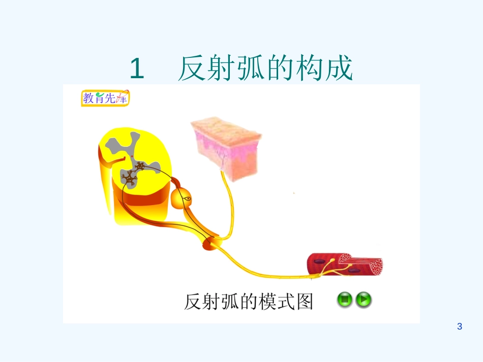 高中生物 22《人体生命活动的调节》课件 苏教版必修3_第3页