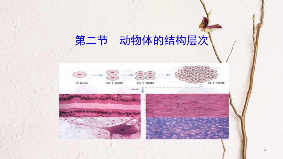 七年级生物上册 第二单元 第二章 第二节《动物体的结构层次》课件 （新版）新人教版_第1页
