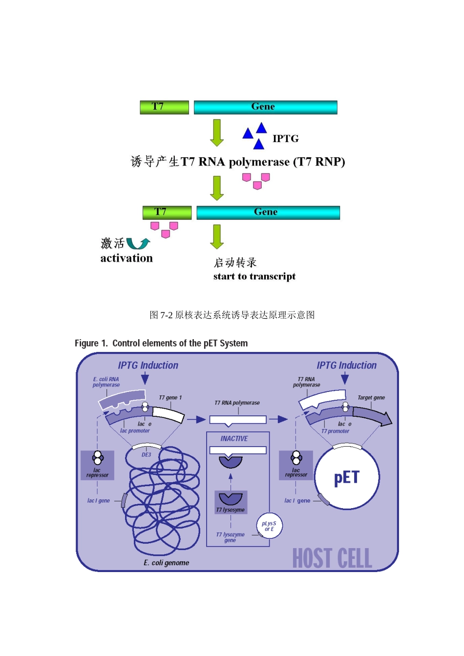 (62)--实验七 外源基因在大肠杆菌中的表达（或诱导表达）和检测_第3页