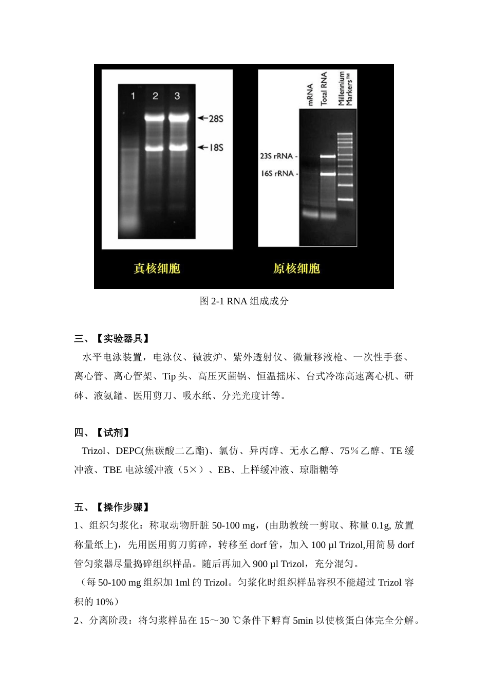 (65)--实验二 动物组织总RNA抽提与定量_第3页