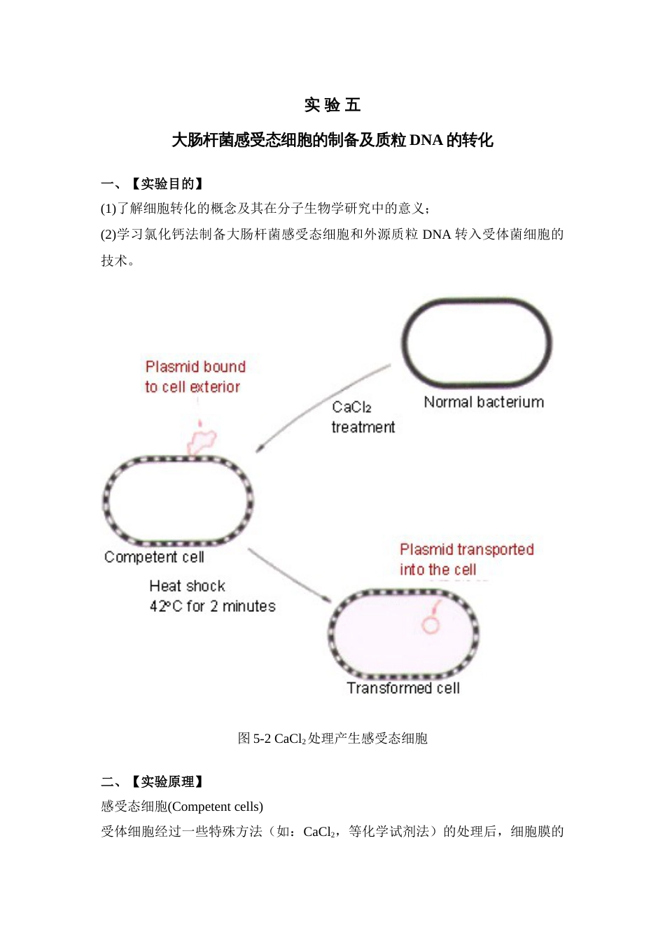 (66)--实 验 五 大肠杆菌感受态细胞的制备及质粒DNA的转化_第1页