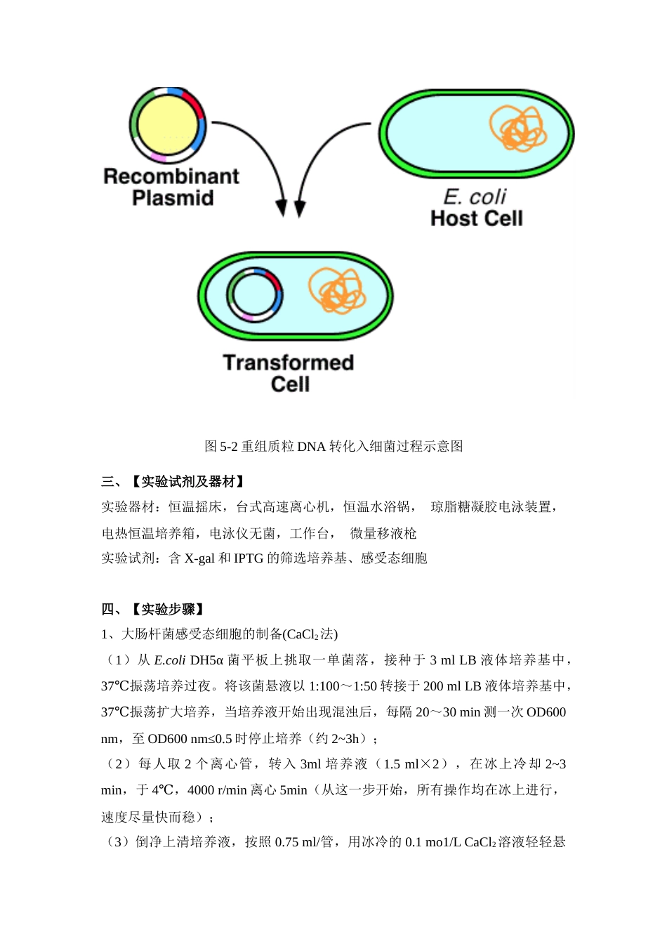 (66)--实 验 五 大肠杆菌感受态细胞的制备及质粒DNA的转化_第3页