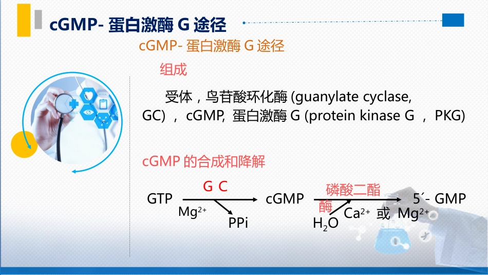 (68)--7.3cGMP-蛋白激酶G途径_第3页