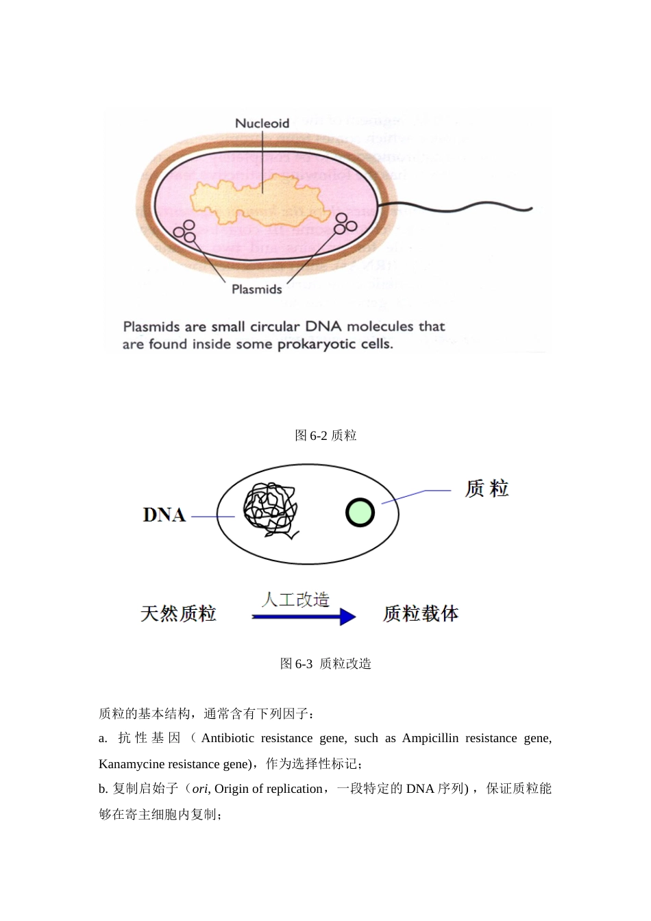 (68)--实验六 重组质粒DNA的提取及插入酶切鉴定_第3页