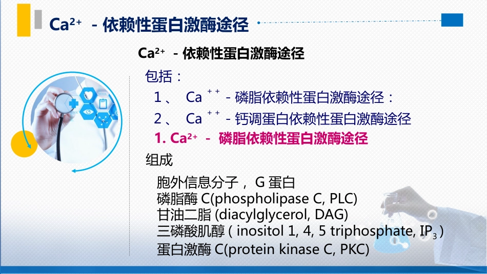 (69)--7.4 Ca2+－依赖性蛋白激酶途径_第3页