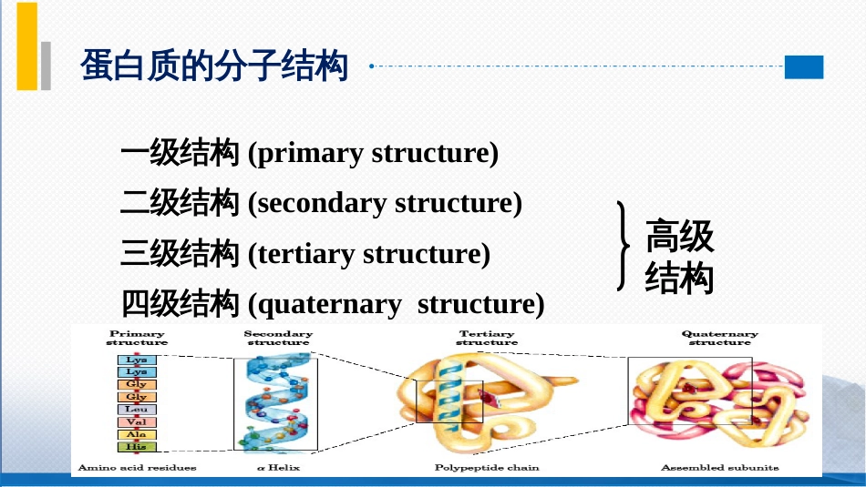 (72)--8.2蛋白质的分子结构_第2页