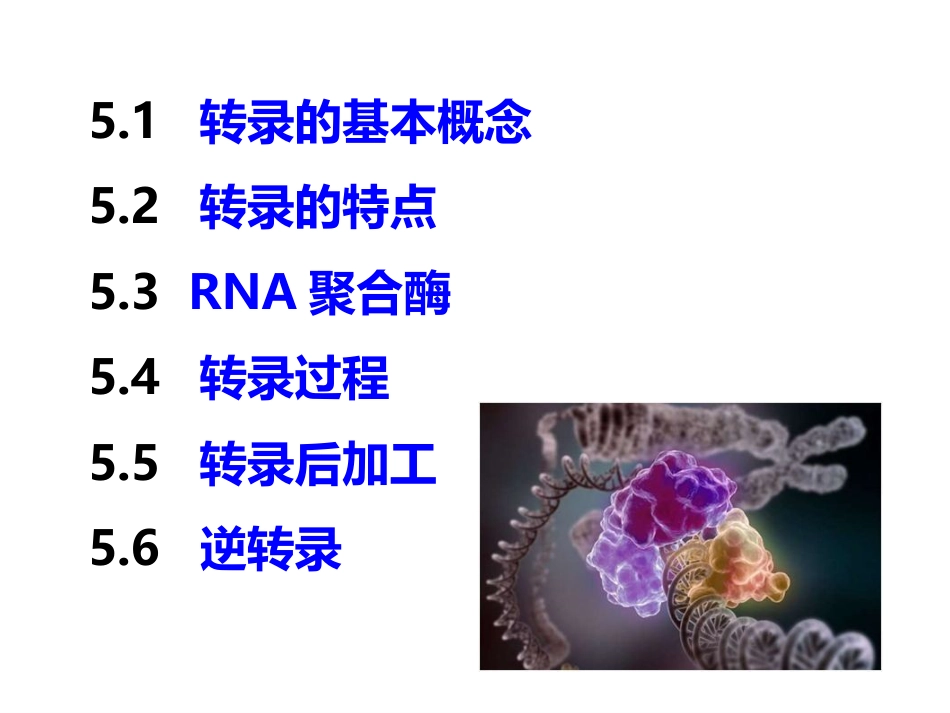 (83)--第 5 章 DNA转录 Transcription (RNA s分子生物学基础_第2页