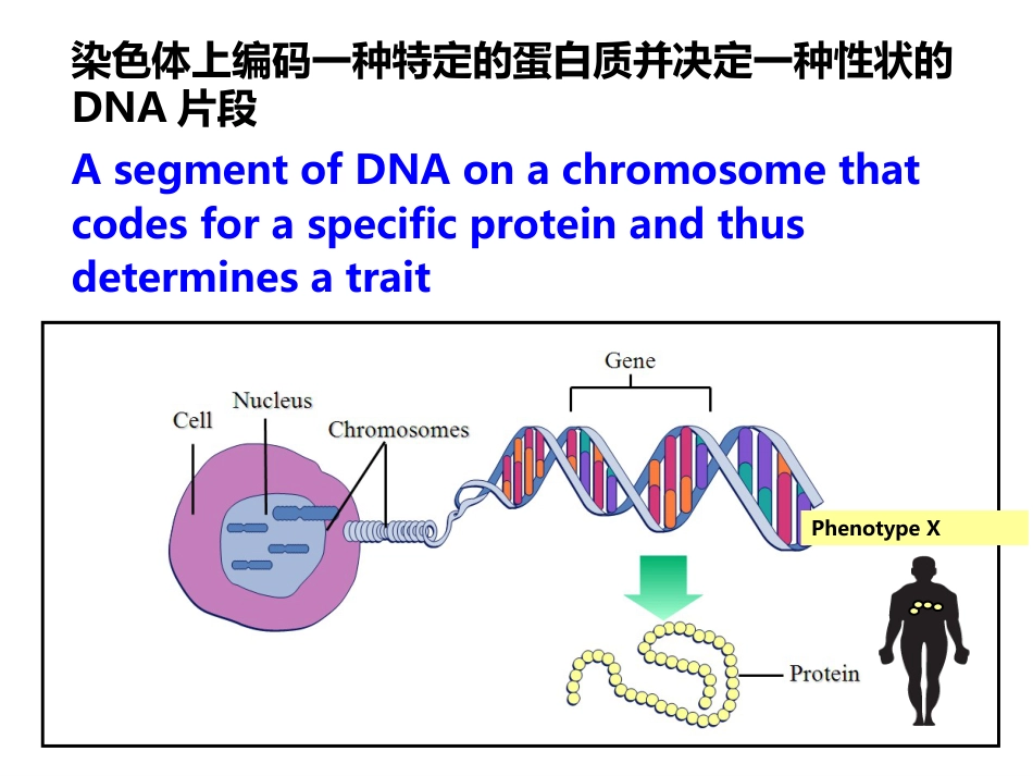 分子生物学基础 (4)分子生物学_第3页