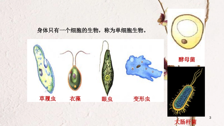 七年级生物上册 第二单元 第二章 第四节《单细胞生物》课件 （新版）新人教版[共15页]_第3页