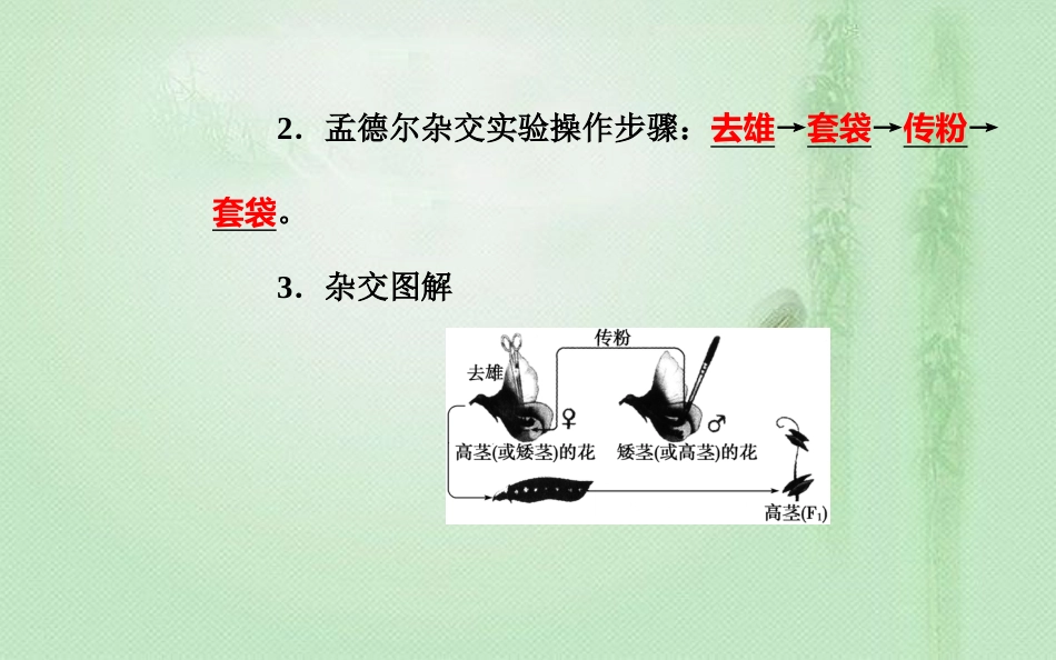 高中生物学业水平复习 专题八 遗传的基本规律 考点2 基因的分离定律和自由组合定律优质课件_第2页