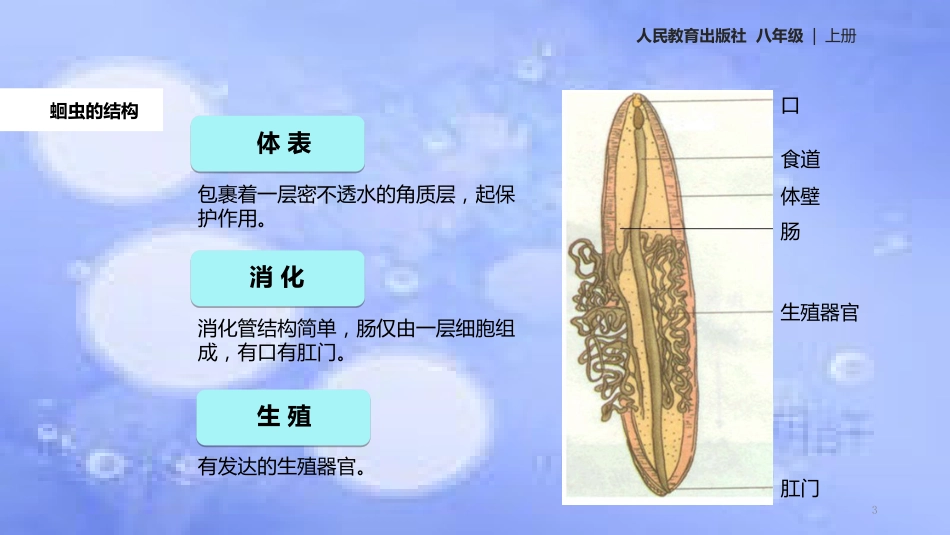 八年级生物上册 5.1.2《线形动物和环节动物》教学课件 （新版）新人教版_第3页