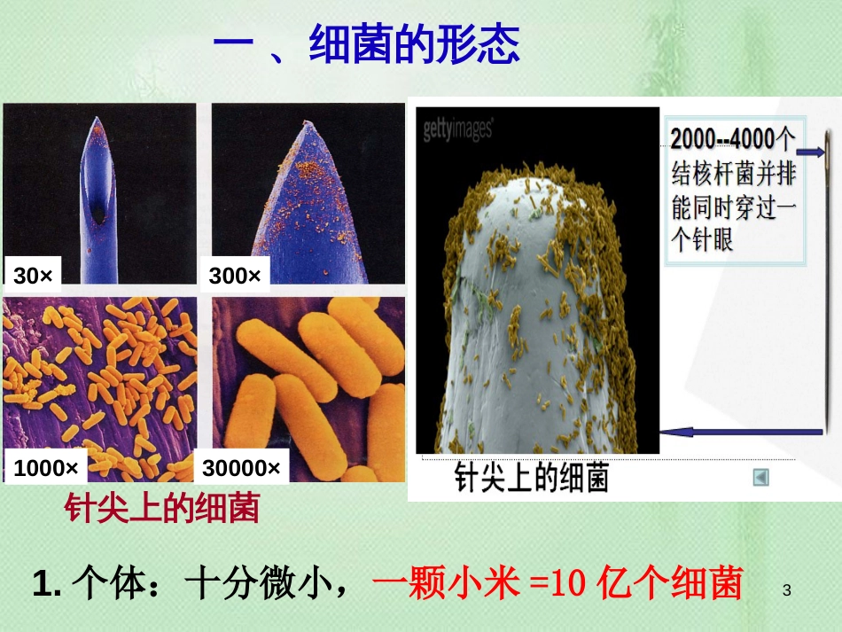 八年级生物上册 第五单元第一章 第一节细菌优质课件 （新版）冀教版_第3页