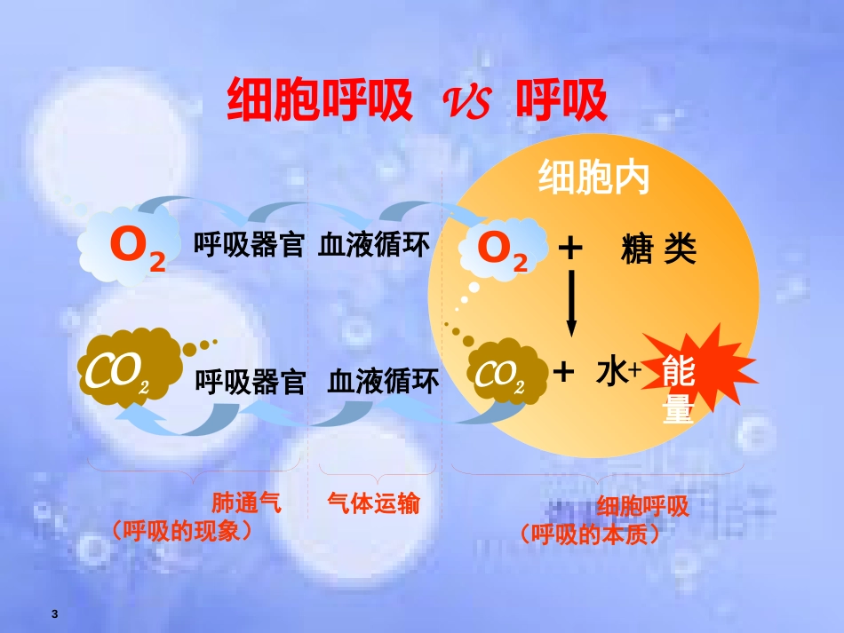 福建省寿宁县高中生物 第五章 ATP的主要来源-细胞呼吸课件 新人教版必修1_第3页