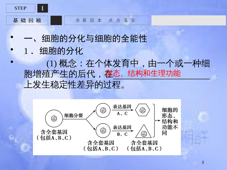 高考生物一轮复习 第4单元 细胞的生命历程13课件 苏教版必修1_第3页