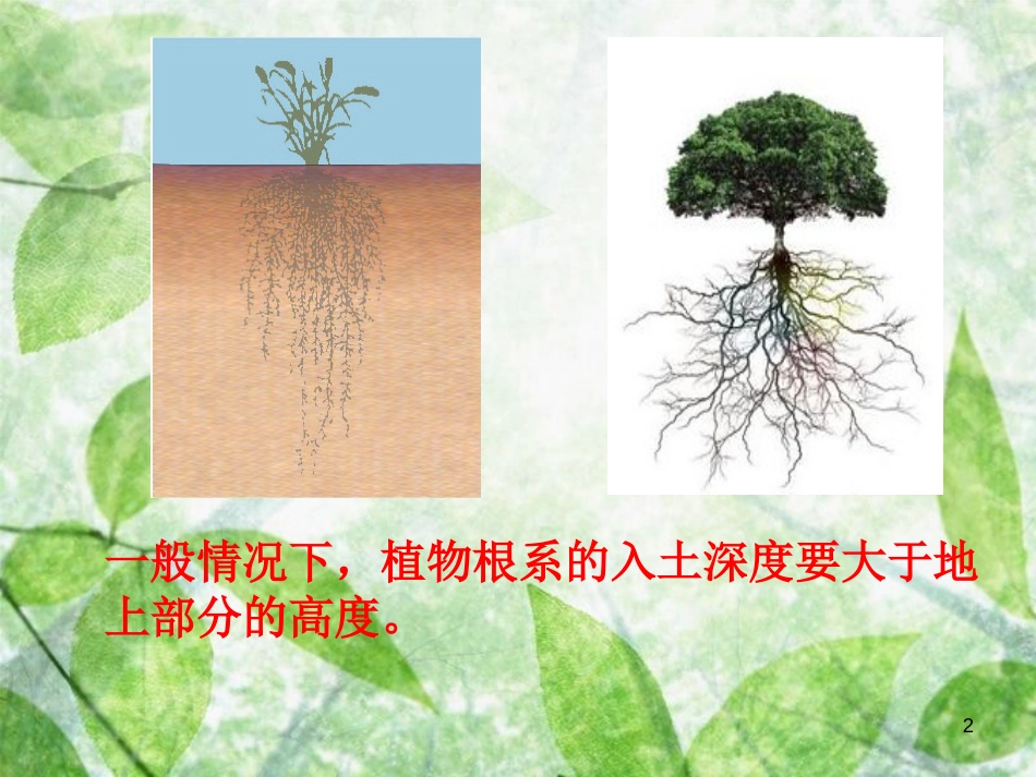 八年级生物上册 4.1.5《根的结构与功能》优质课件2 （新版）济南版_第2页