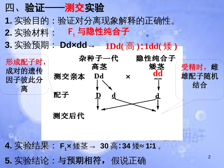 福建省永安市高中生物 第一章 遗传因子的发现 1.1 孟德尔的豌豆杂交实验（一）课件 新人教版必修2_第2页