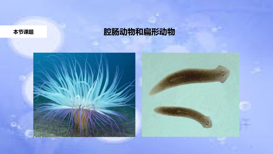 八年级生物上册 5.1.1《腔肠动物和扁形动物》教学课件 （新版）新人教版_第2页