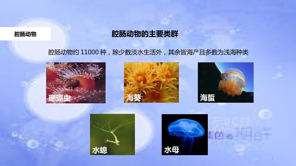 八年级生物上册 5.1.1《腔肠动物和扁形动物》教学课件 （新版）新人教版_第3页