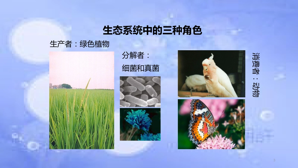 八年级生物上册 5.3《动物在生物圈中的作用》教学课件 （新版）新人教版_第3页