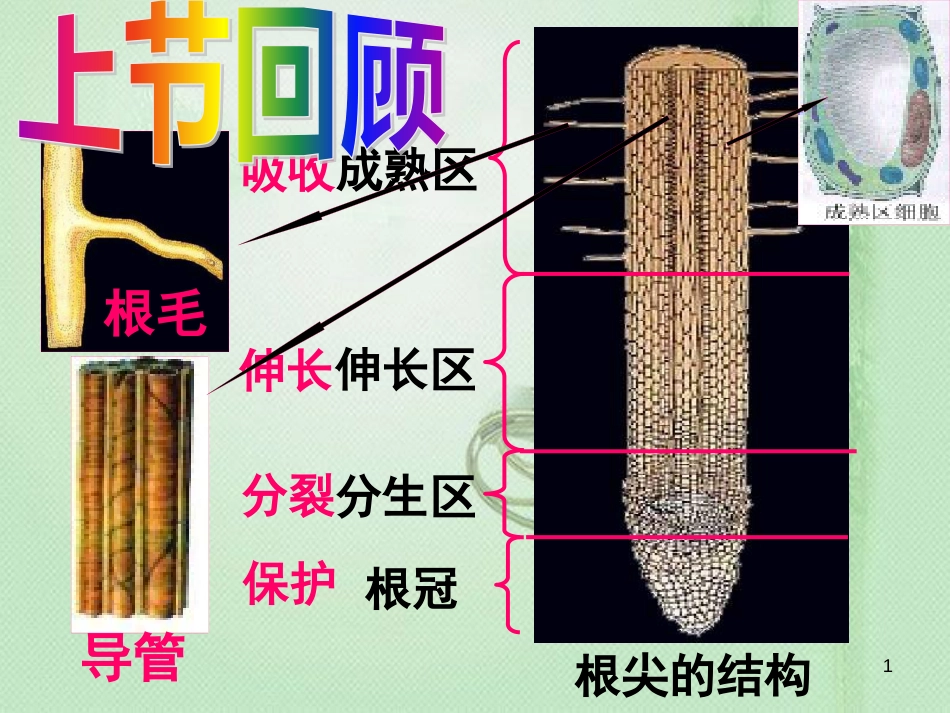 八年级生物上册 第2章 第3节 无机盐与植物的生长优质课件 （新版）冀教版_第1页