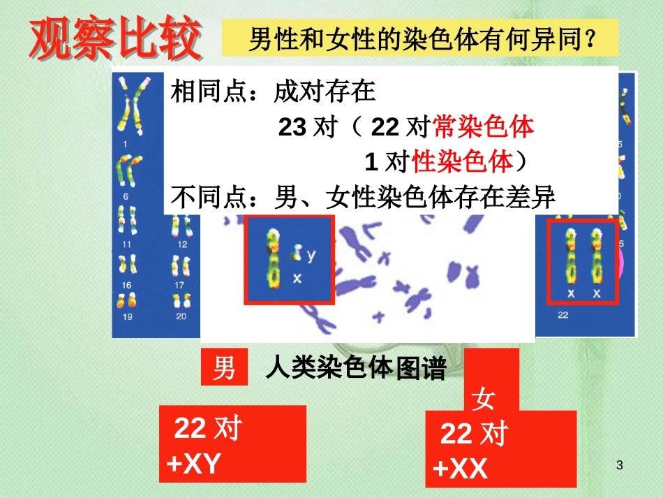 八年级生物上册 第四单元 第四章 第三节 人类染色体与性别决定优质课件 （新版）济南版_第3页
