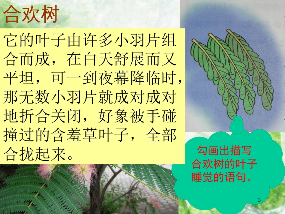 三年级语文上册 第三单元 植物的睡眠课件5 西师大版_第3页