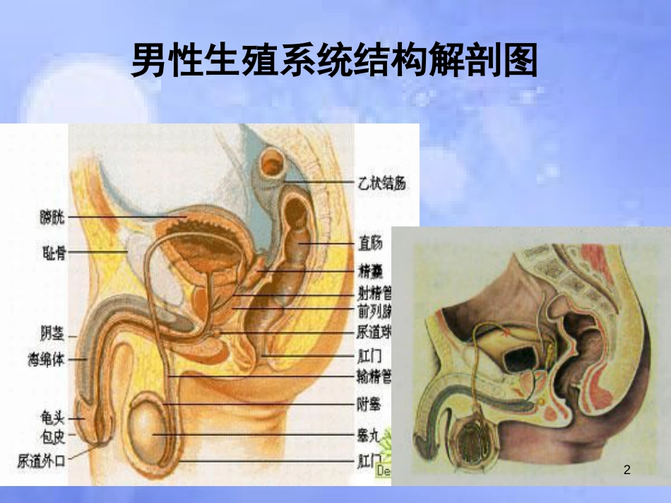 高中生物 第三章 生物科学与健康 3.3 生殖健康课件 浙科版选修2_第2页