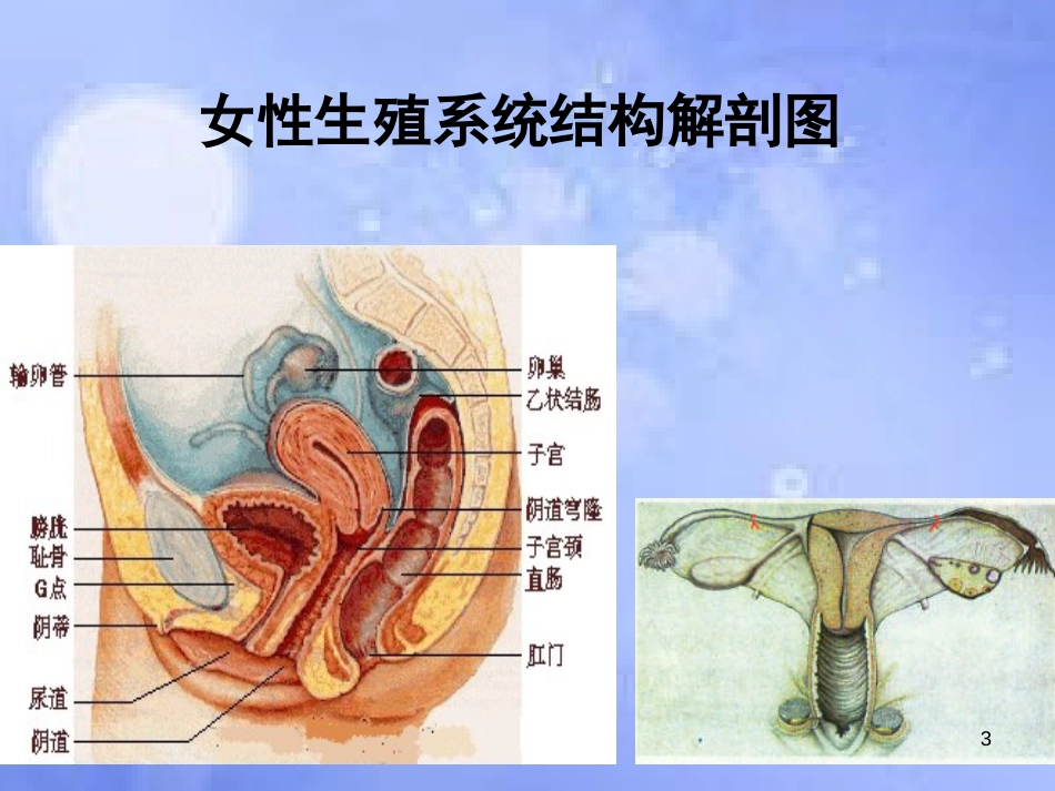 高中生物 第三章 生物科学与健康 3.3 生殖健康课件 浙科版选修2_第3页