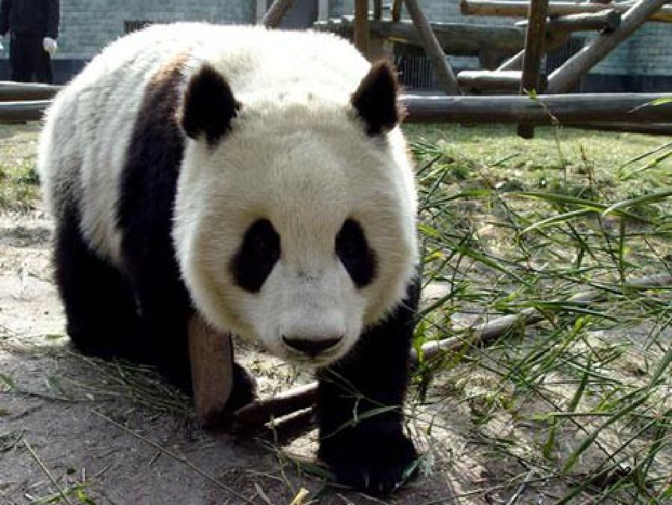 三年级语文上册 第三单元 可爱的大熊猫课件1 西师大版_第2页