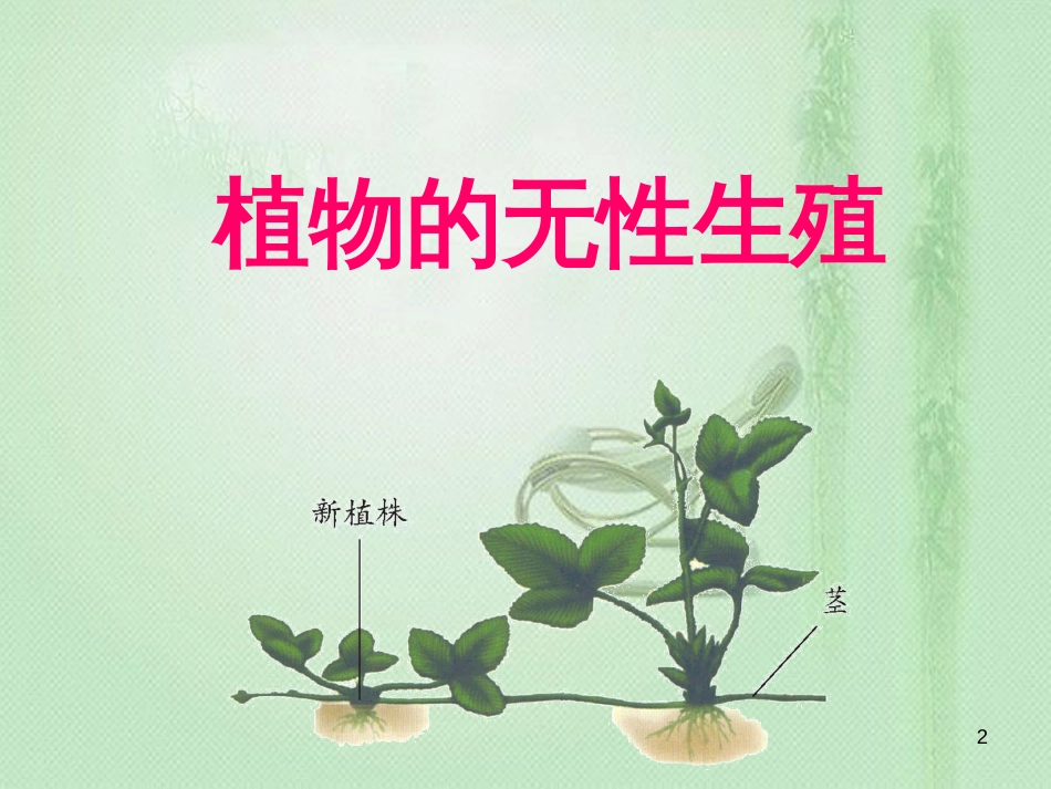 八年级生物上册 第四单元 第一章 第七节 植物的无性生殖优质课件 （新版）济南版_第2页