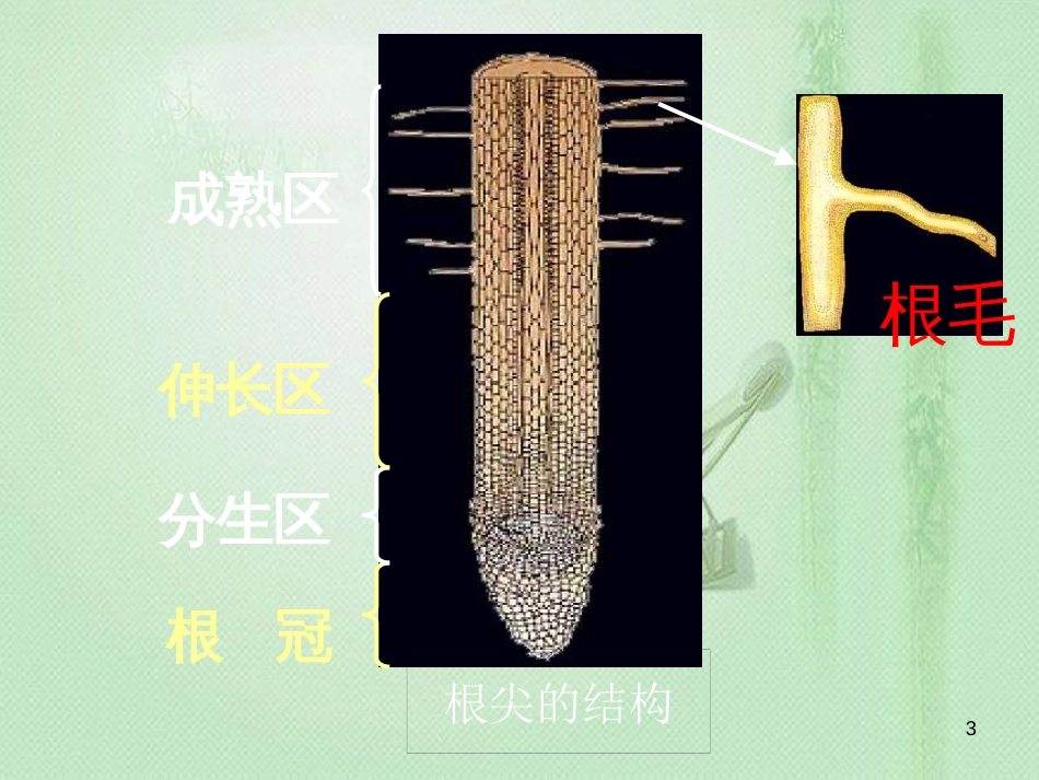 八年级生物上册 第2章 第2节 根对水分的吸收优质课件2 （新版）冀教版_第3页