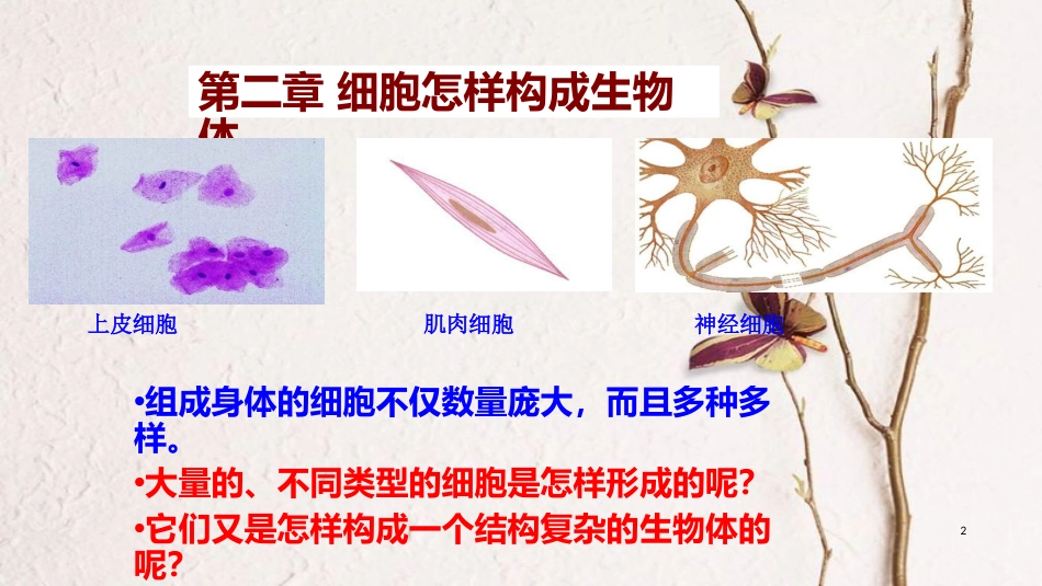 七年级生物上册 第二单元 第二章 第一节 细胞通过分裂产生新细胞课件 （新版）新人教版[共26页]_第2页