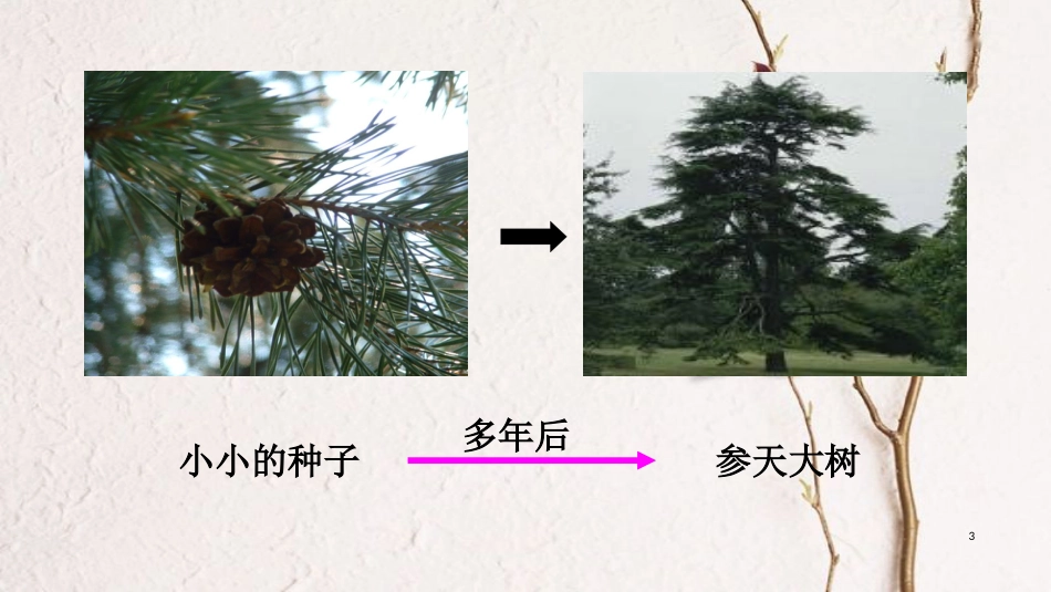 七年级生物上册 第二单元 第二章 第一节 细胞通过分裂产生新细胞课件 （新版）新人教版[共26页]_第3页