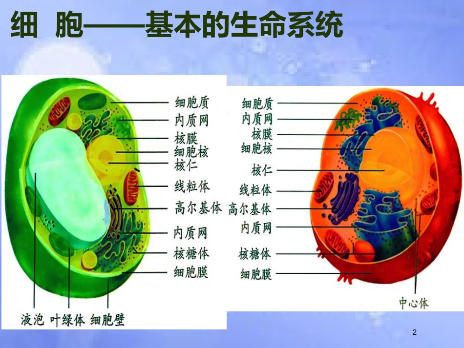 福建省寿宁县高中生物 第三章 细胞器-系统内的分工合作课件 新人教版必修1_第2页