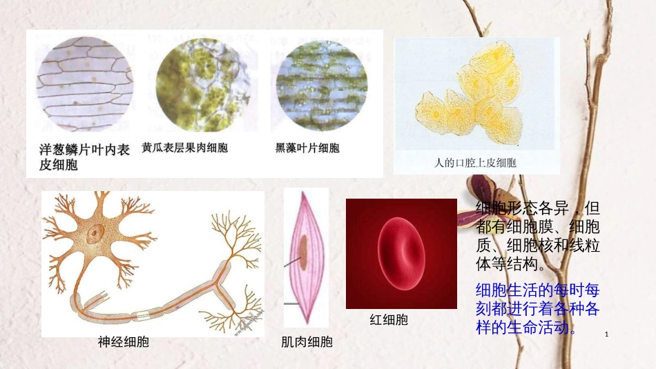 七年级生物上册 第二单元 第一章 第四节 细胞的生活课件 （新版）新人教版[共24页]_第1页