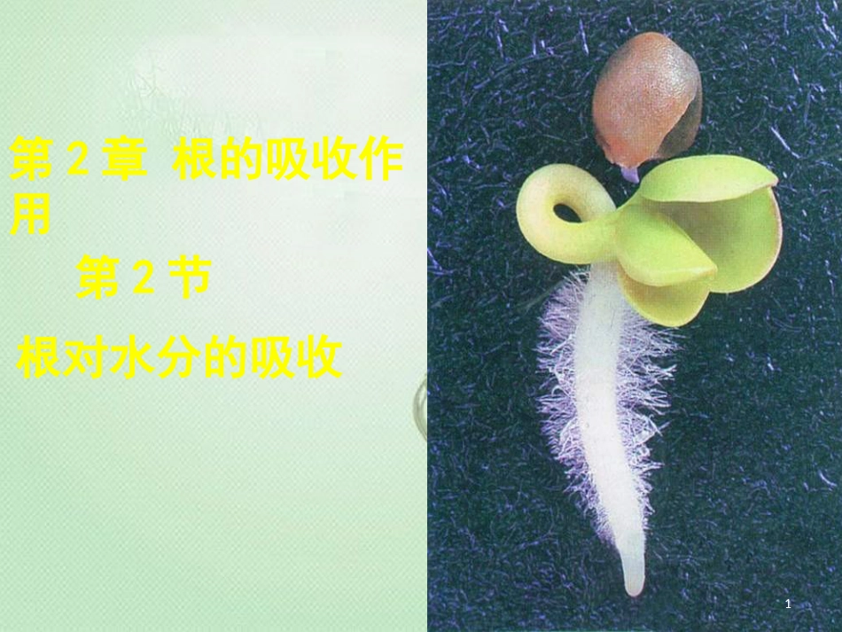 八年级生物上册 第三单元 第二章 第二节根对水分的吸收优质课件 （新版）冀教版_第1页