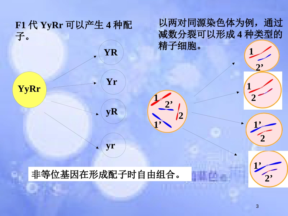 福建省寿宁县高中生物 第二章 基因和染色体的关系 2.2 基因在染色体上课件 新人教版必修2_第3页