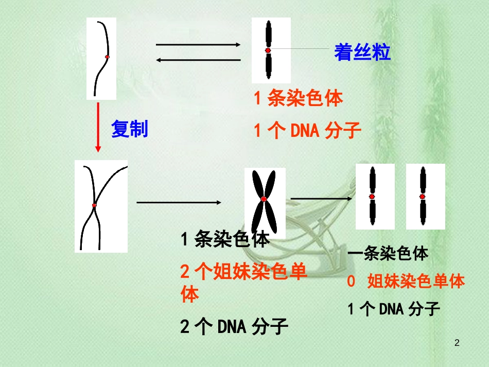 高中生物 专题6.1.2 细胞的增殖同步优质课件 新人教版必修1_第2页