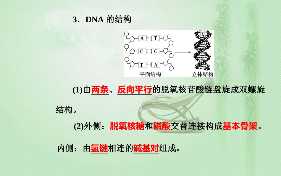 高中生物学业水平复习 专题七 遗传的分子基础 考点2 DNA分子结构的主要特点优质课件_第2页
