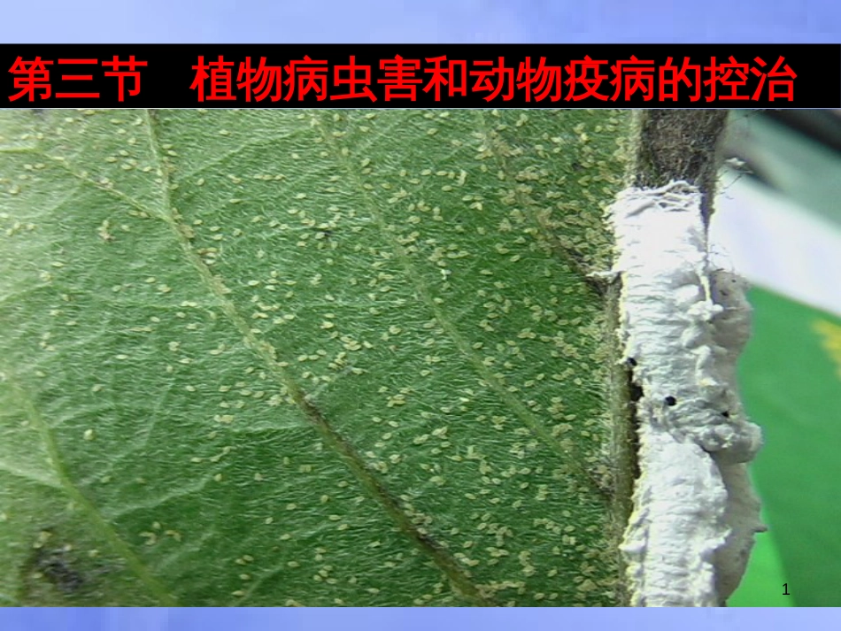 高中生物 第一单元 生物科学与农业 第一章 生物科学与动植物生产 1.2 植物病虫草害的综合防治（1）课件 中图版选修2_第1页