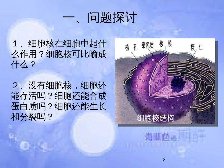 高中生物 第三章 细胞的基本结构 3.3 细胞核-系统的控制中心课件2 新人教版必修1_第2页